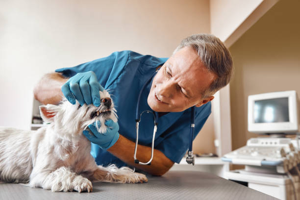 Best Walk-In Emergency Dental Services in Punta Rassa, FL